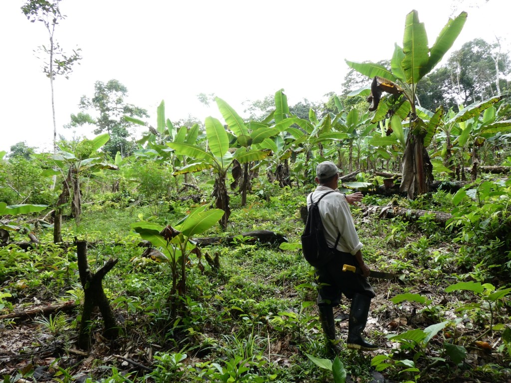 Landbouw in Mocagua, Amazone