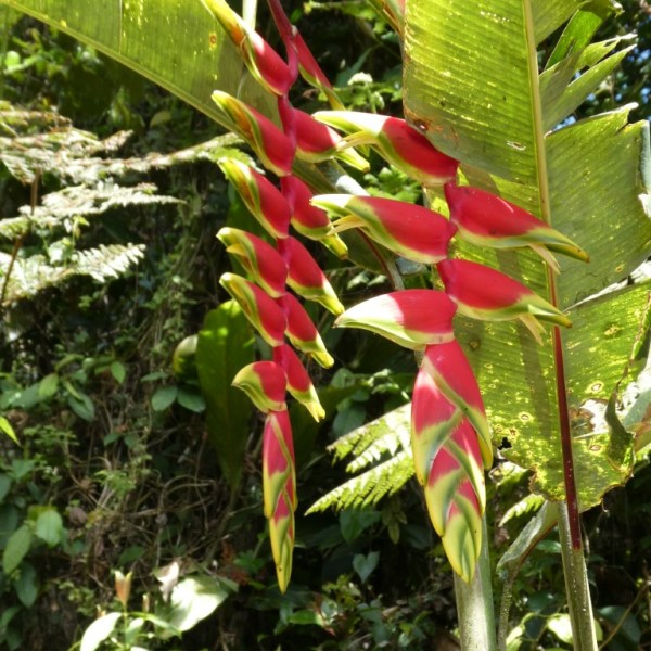 Heliconia’s, Colombia