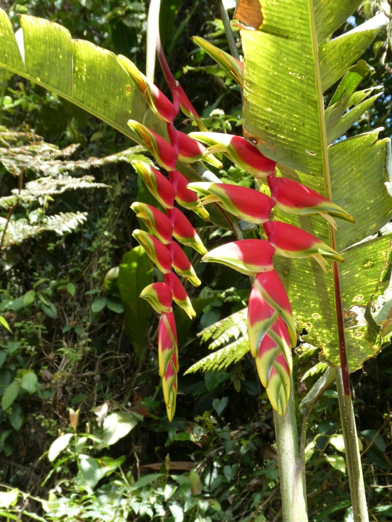 Heliconia’s, Colombia
