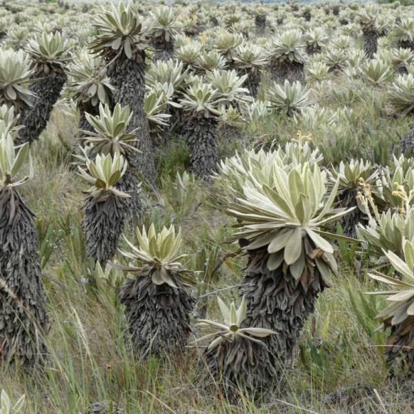 Valle de los&nbsp;Frailejones