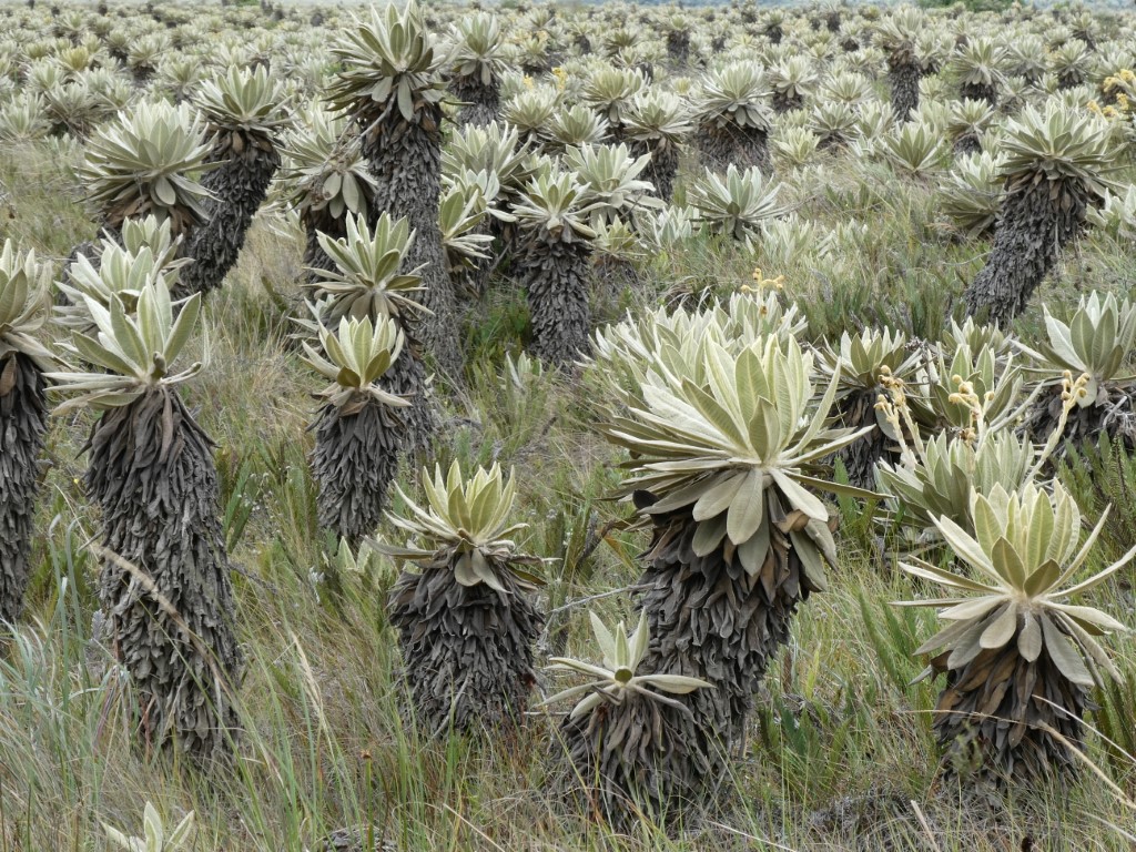 Valle de los Frailejones