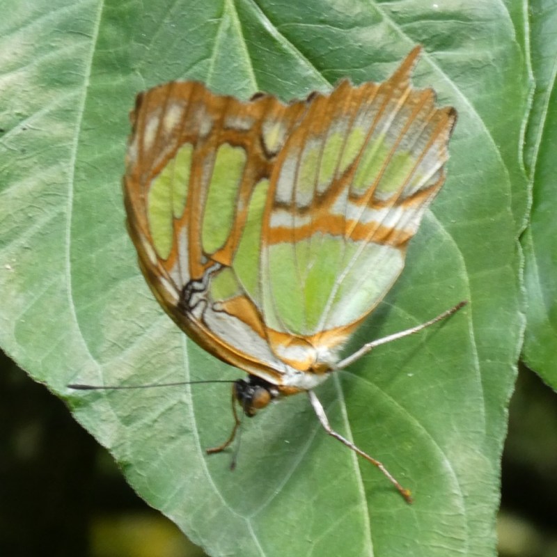 Vlinders in Colombia