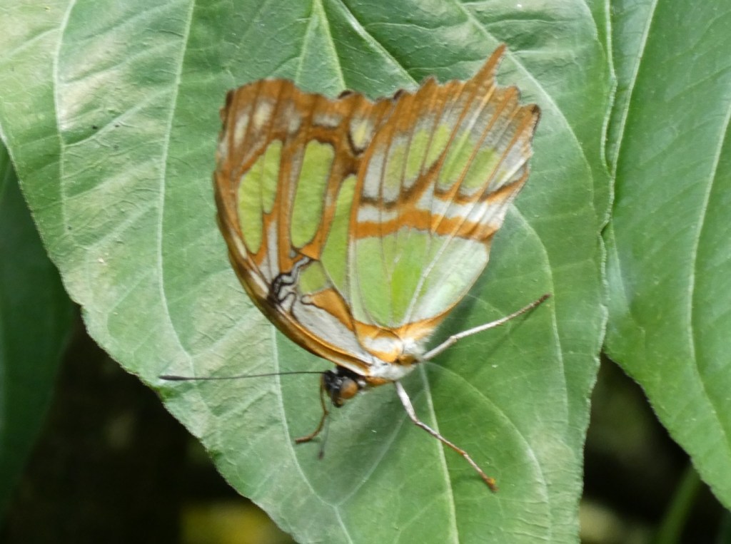 Vlinders in Colombia