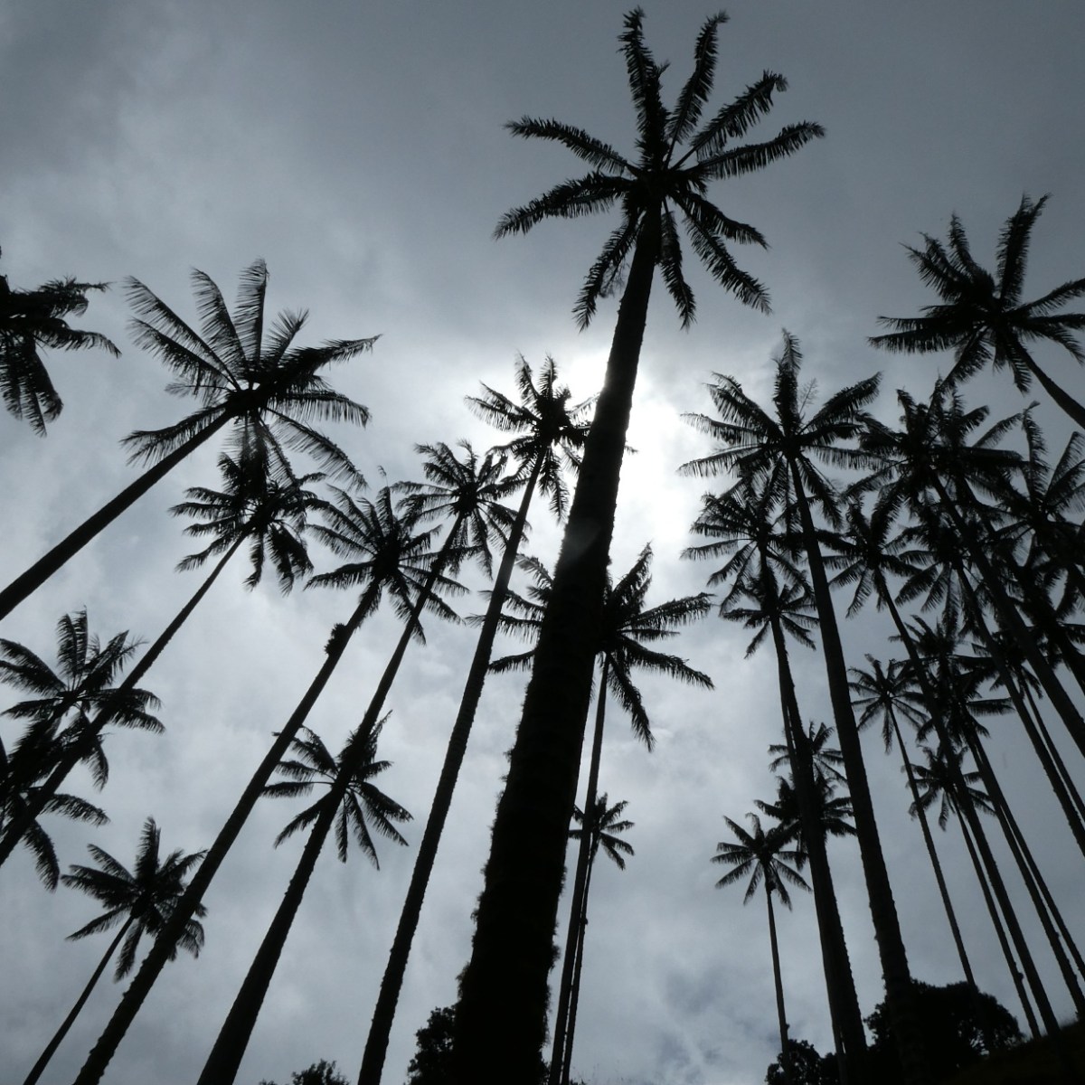 Waxpalmen, Valle de&nbsp;Samaria