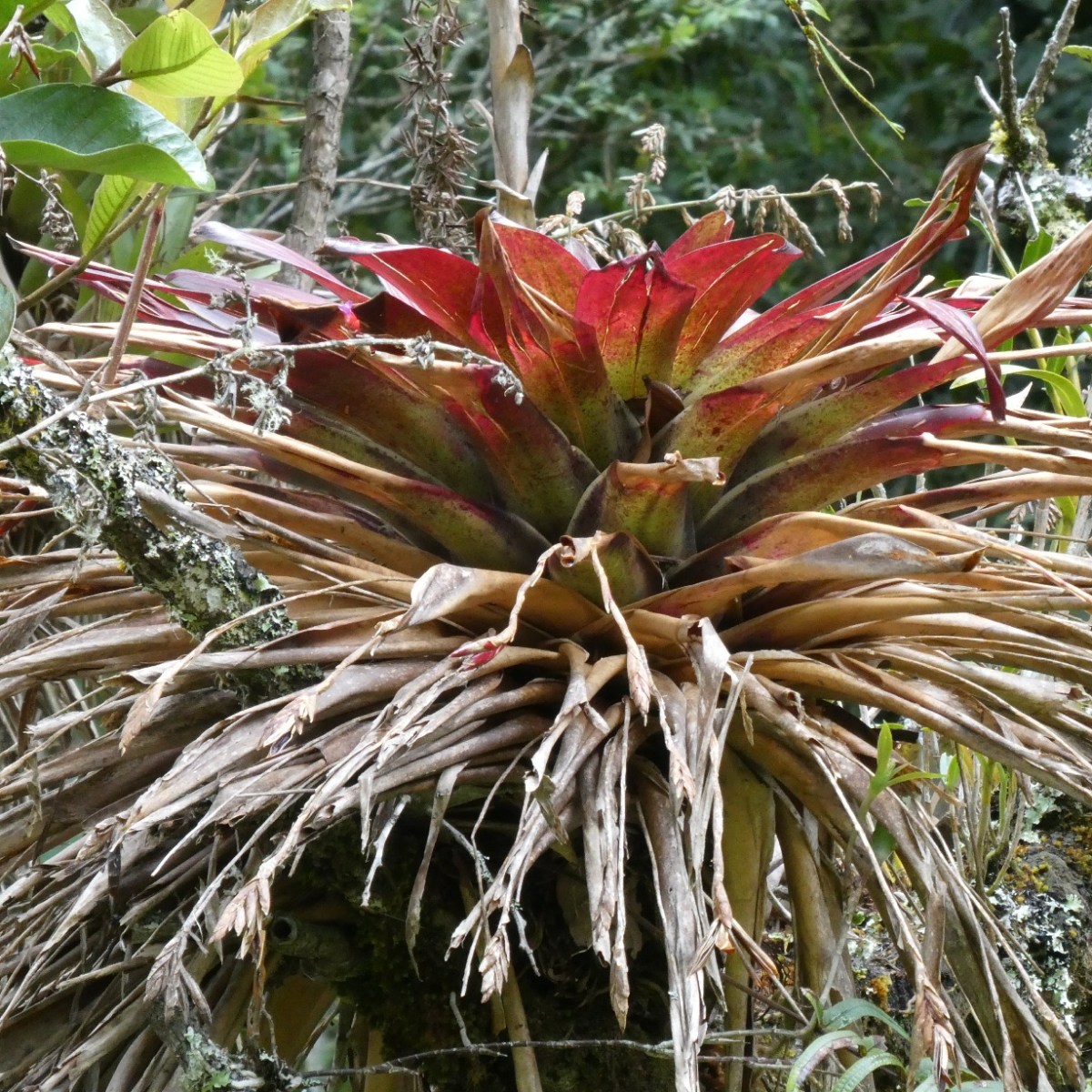 Bromelia’s, Colombia