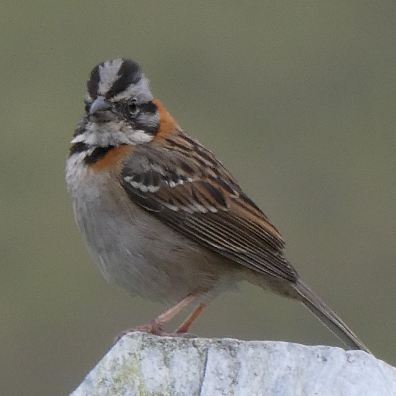 Vogels in Colombia:&nbsp;bruin
