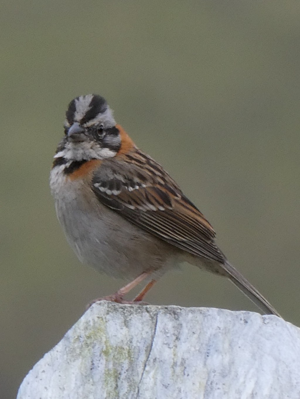 Vogels in Colombia:&nbsp;bruin
