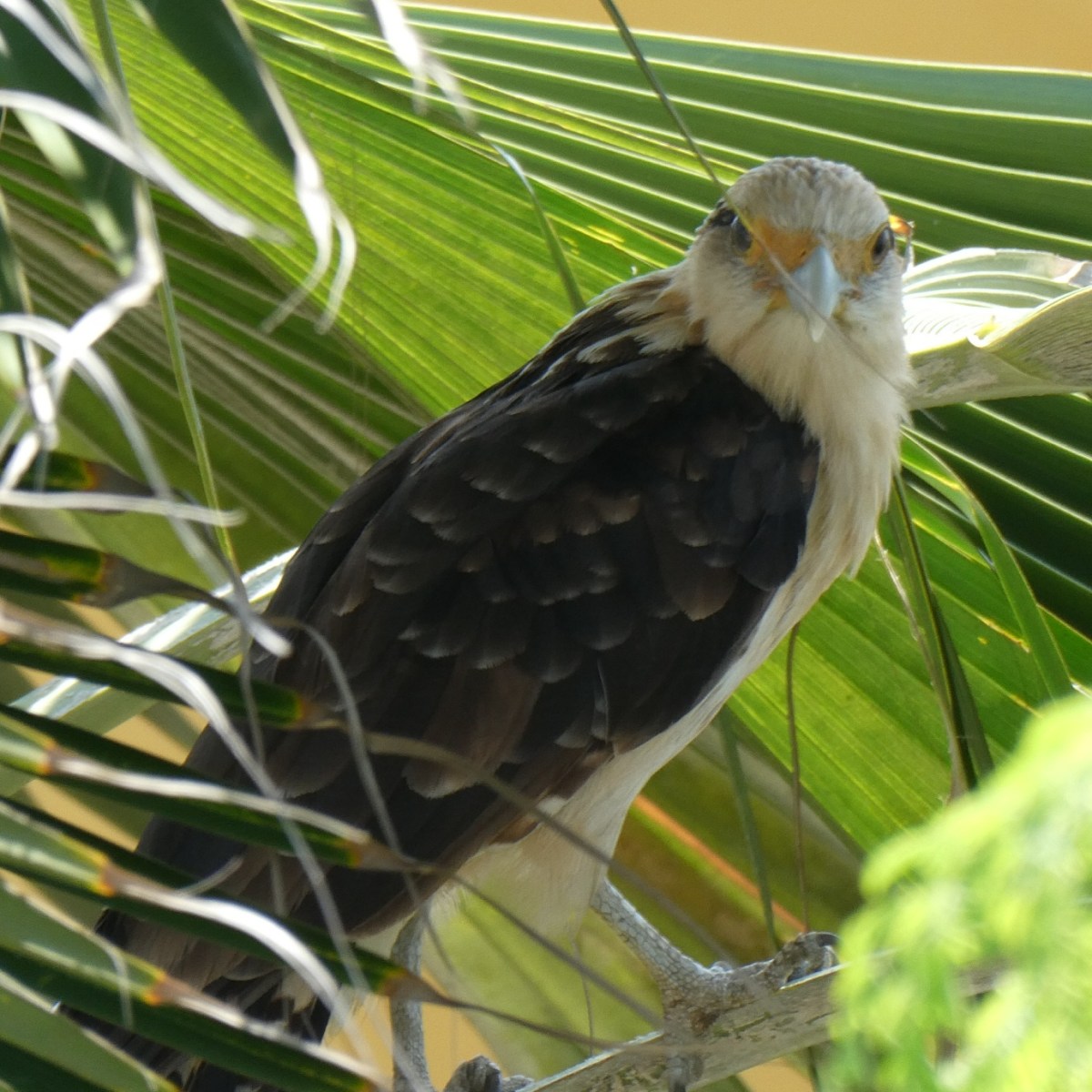 Vogels in Colombia:&nbsp;roofvogels