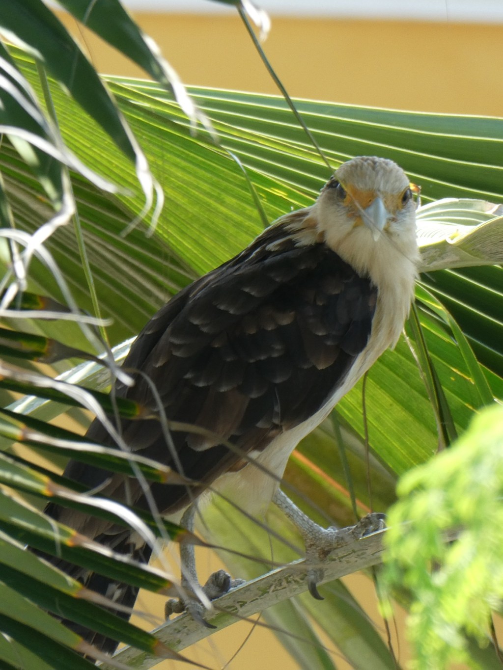 Vogels in Colombia:&nbsp;roofvogels