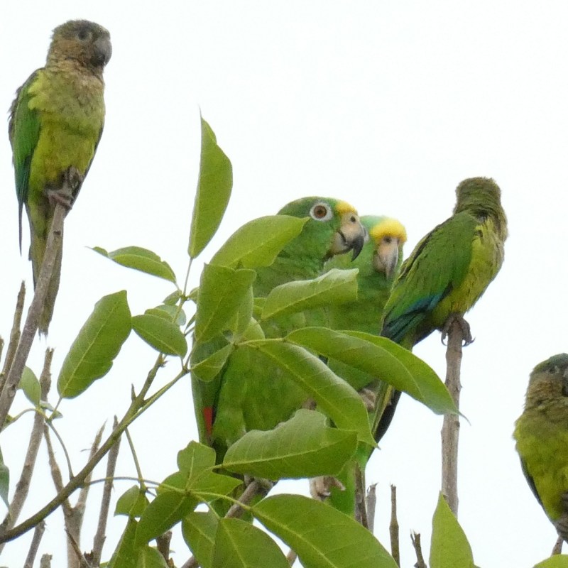 Vogels in Colombia