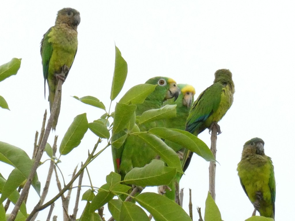 Vogels in Colombia
