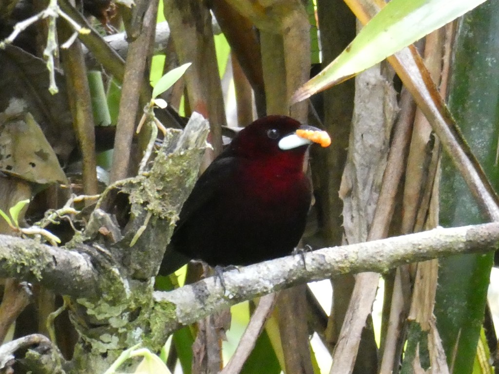 Vogels in Colombia: zwart en&nbsp;wit