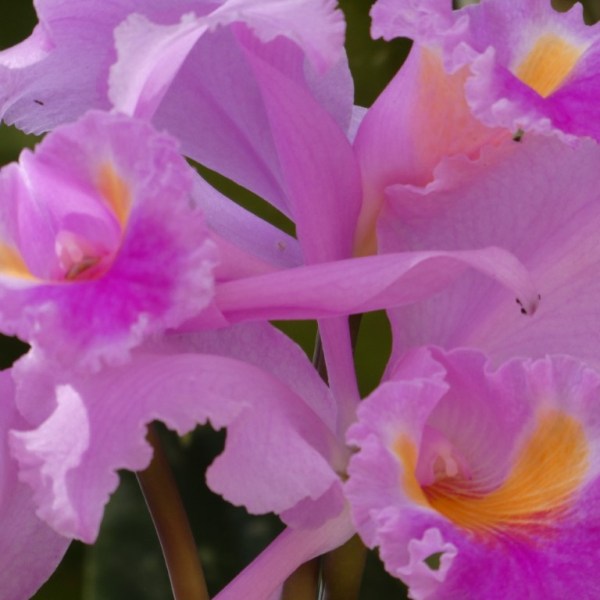 Flora tussen de&nbsp;koffieplantages