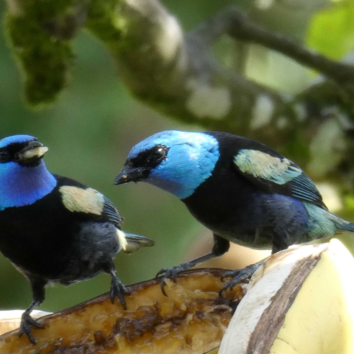 Vogels in Colombia: blauw, rood,&nbsp;geel