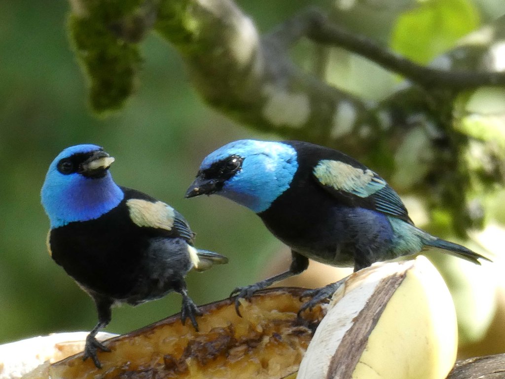 Vogels in Colombia: blauw, rood,&nbsp;geel