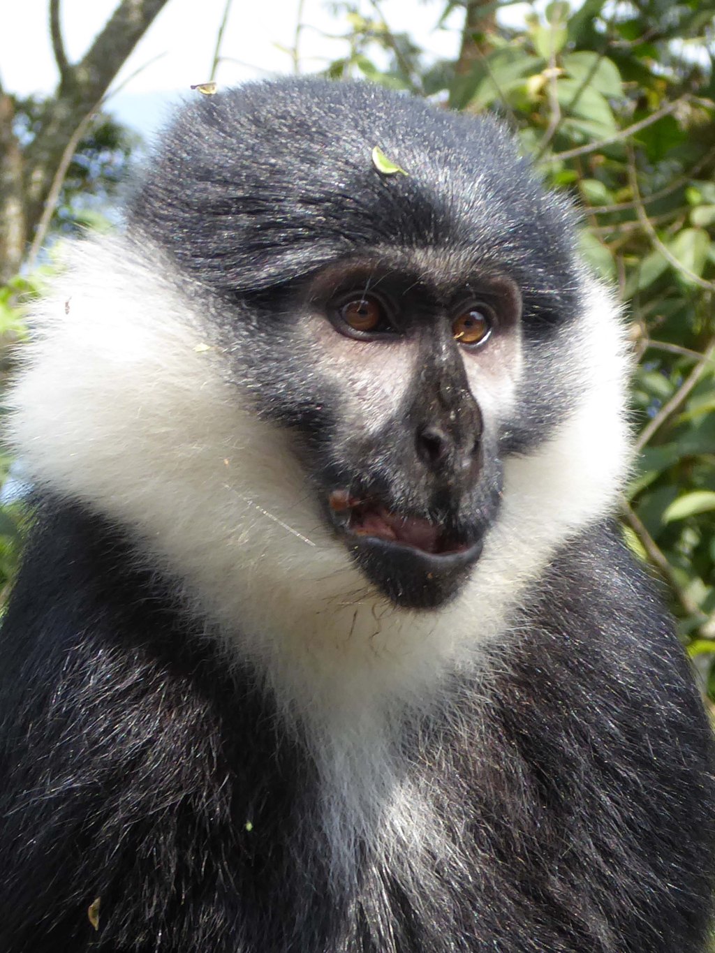 L’Hoest meerkatten