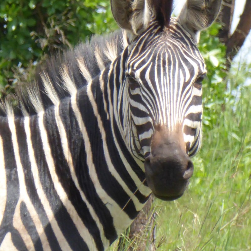 Zebra’s in Akagera