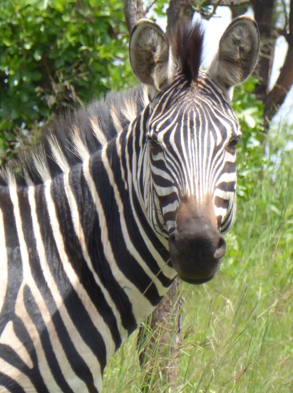 Zebra’s in Akagera