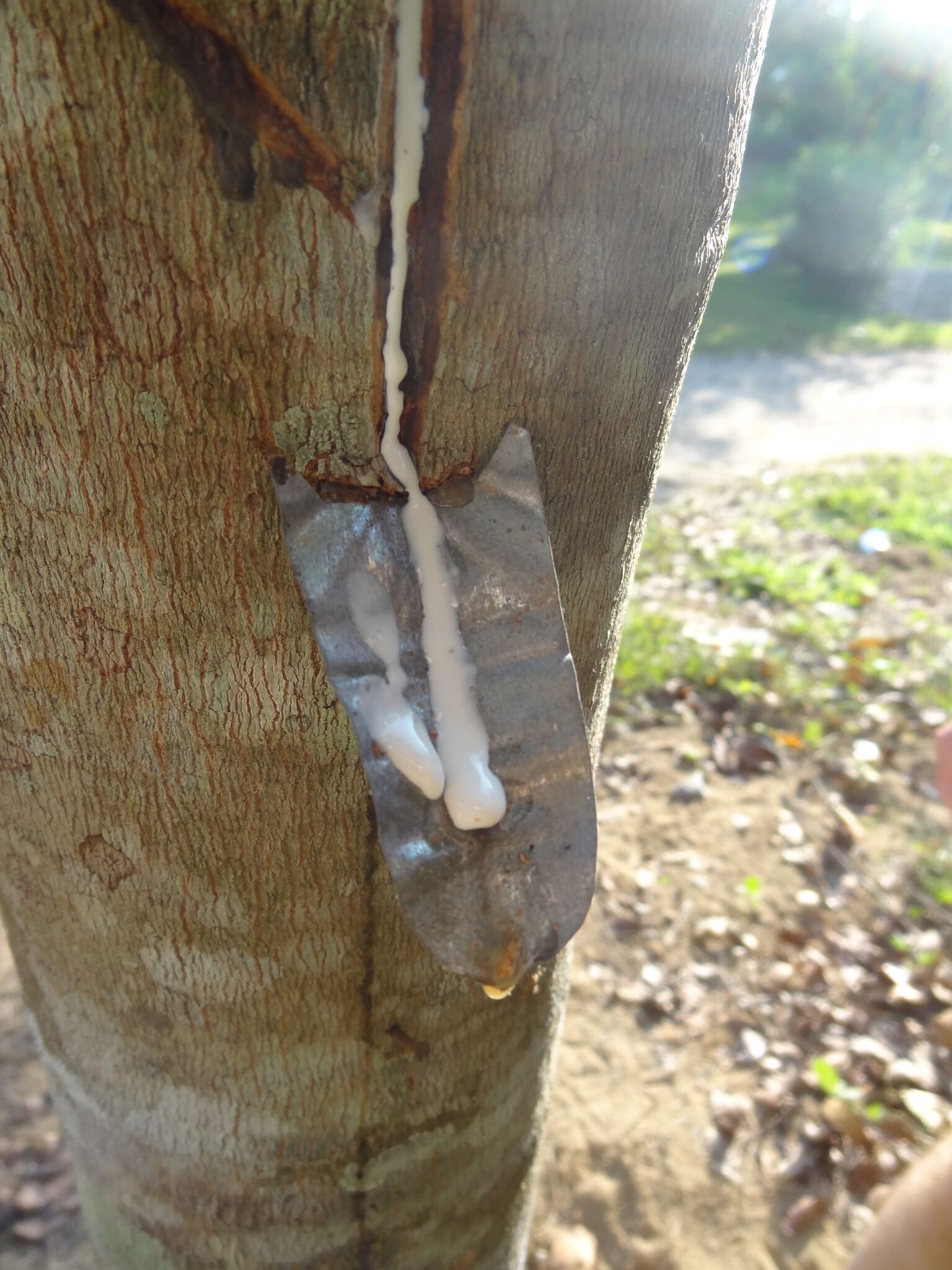 De latex wordt opgevangen en  verzameld