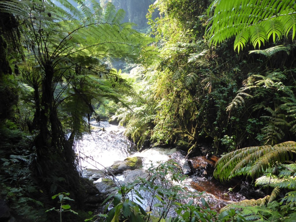 Waterstroompjes in Nyungwe