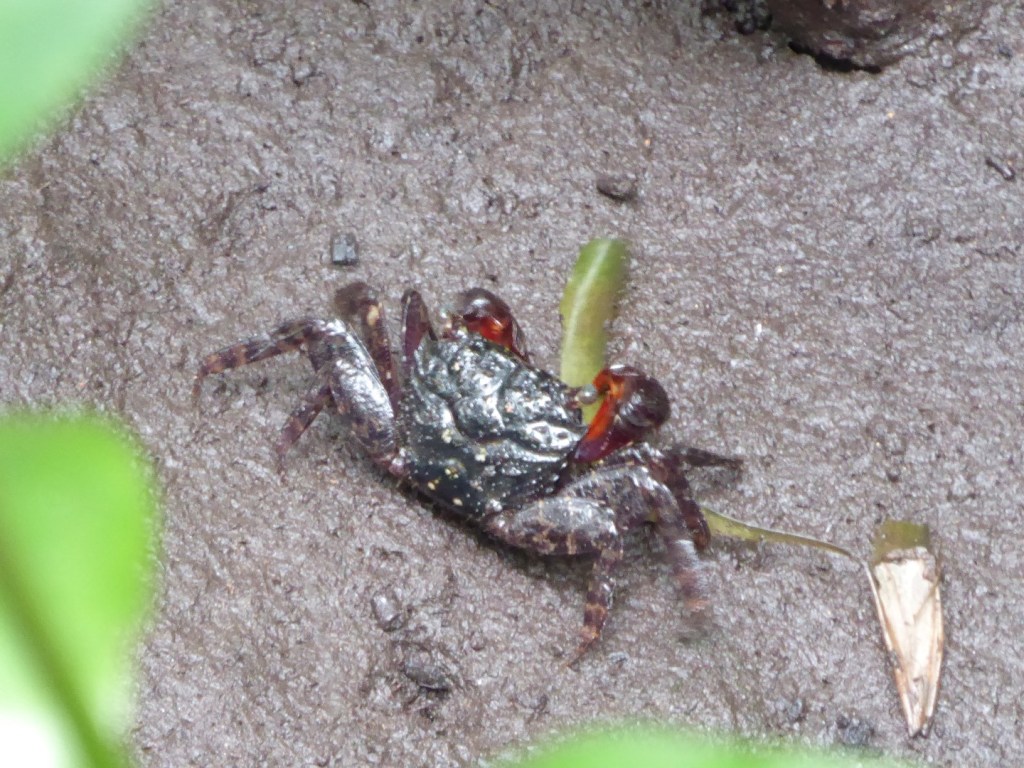 Krabben, Zanzibar