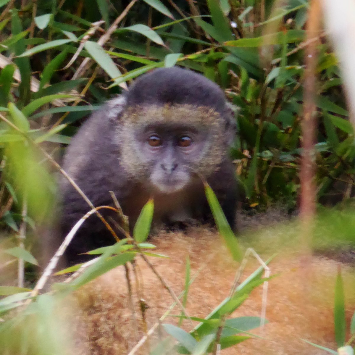 Gouden meerkatten, deel&nbsp;2