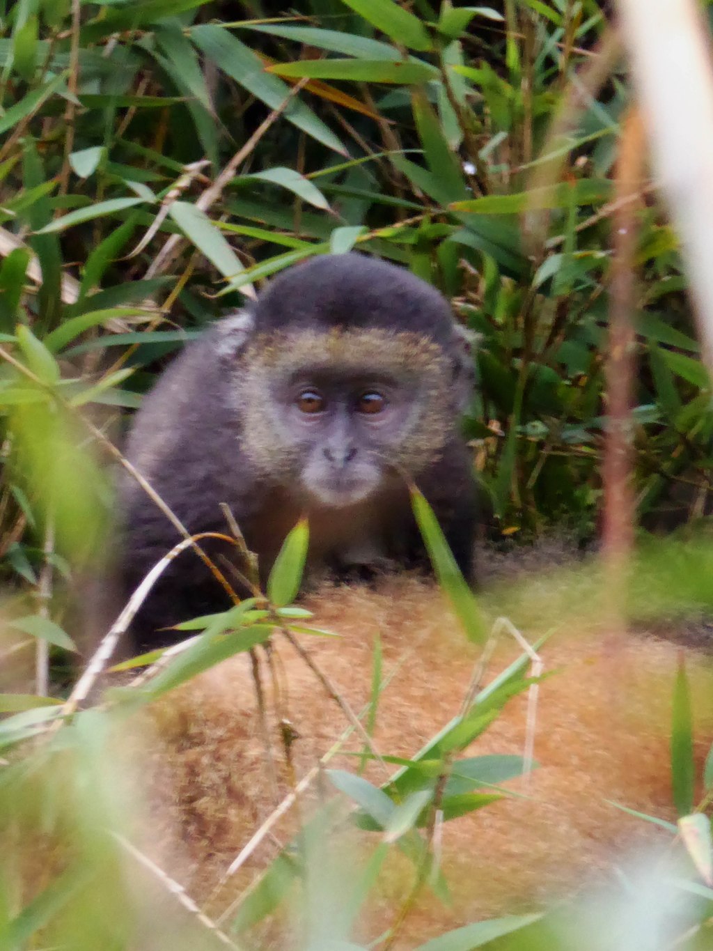 Gouden meerkatten, deel 2