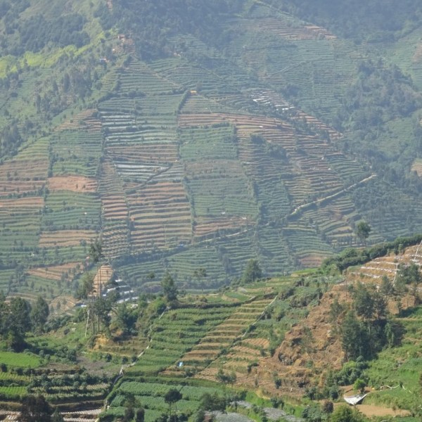 Landbouw, Dieng plateau