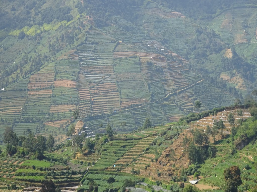 Landbouw, Dieng plateau