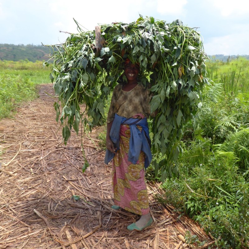 Op het pad door het&nbsp;moeras
