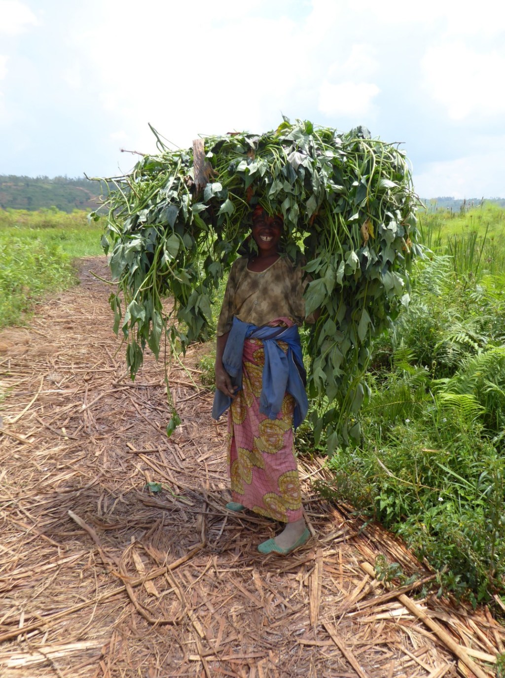 Op het pad door het moeras