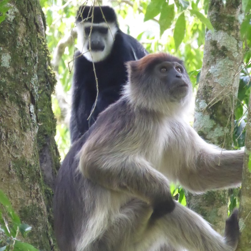 Zwart-witte en Rode Franjeapen, Fort&nbsp;Portal