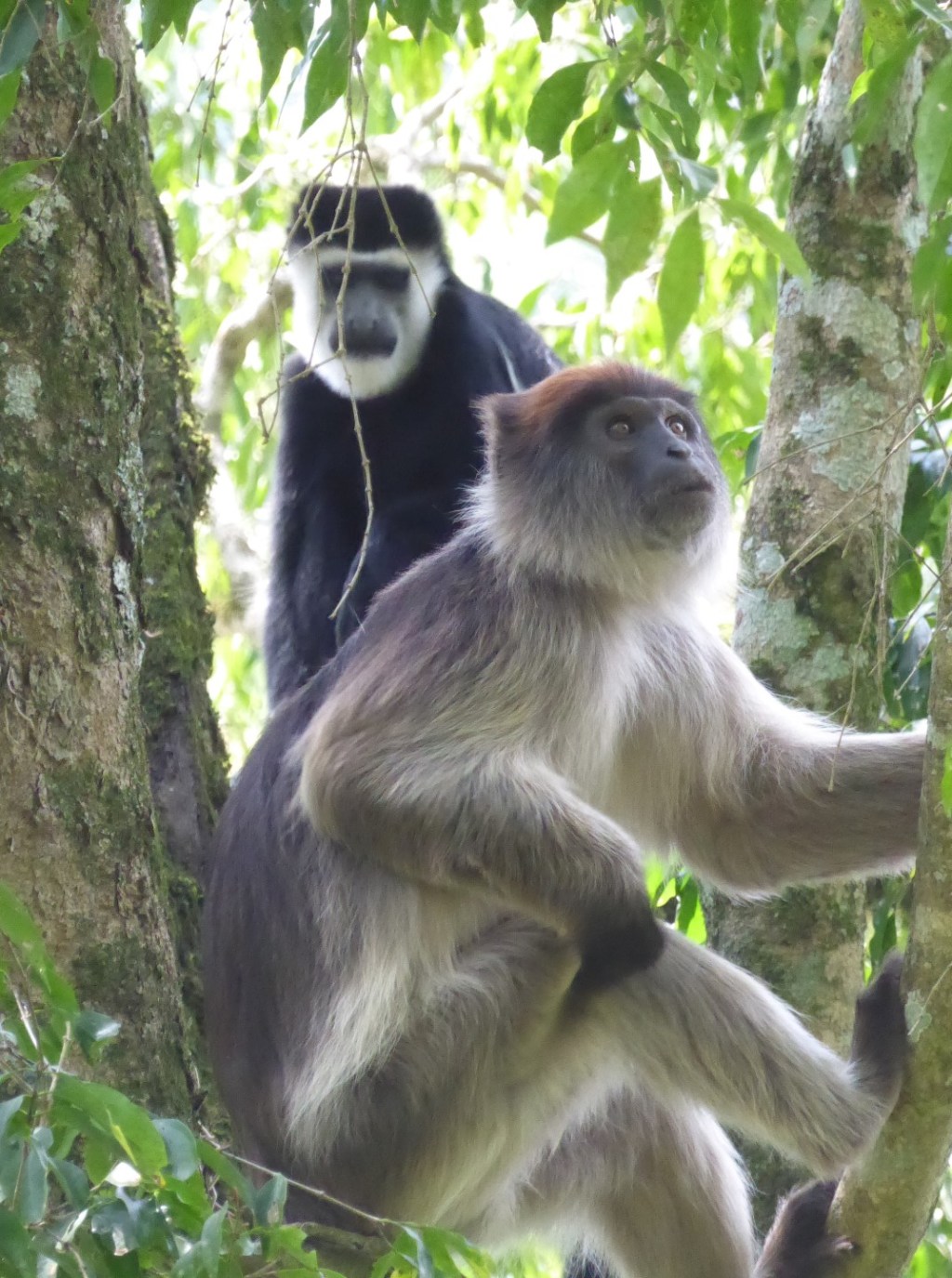 Zwart-witte en Rode Franjeapen, Fort&nbsp;Portal