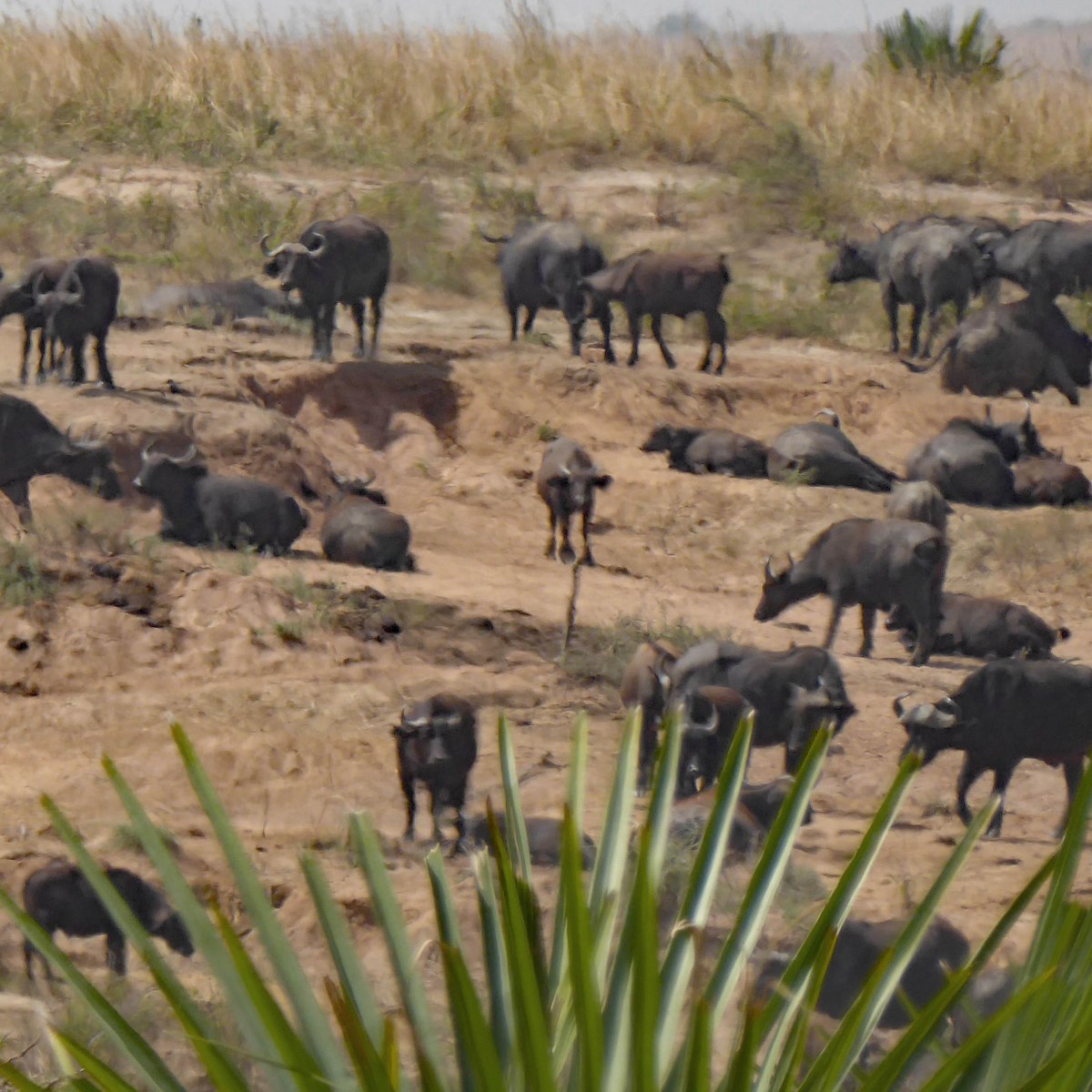 Buffels, Murchison Falls Nationaal&nbsp;Park
