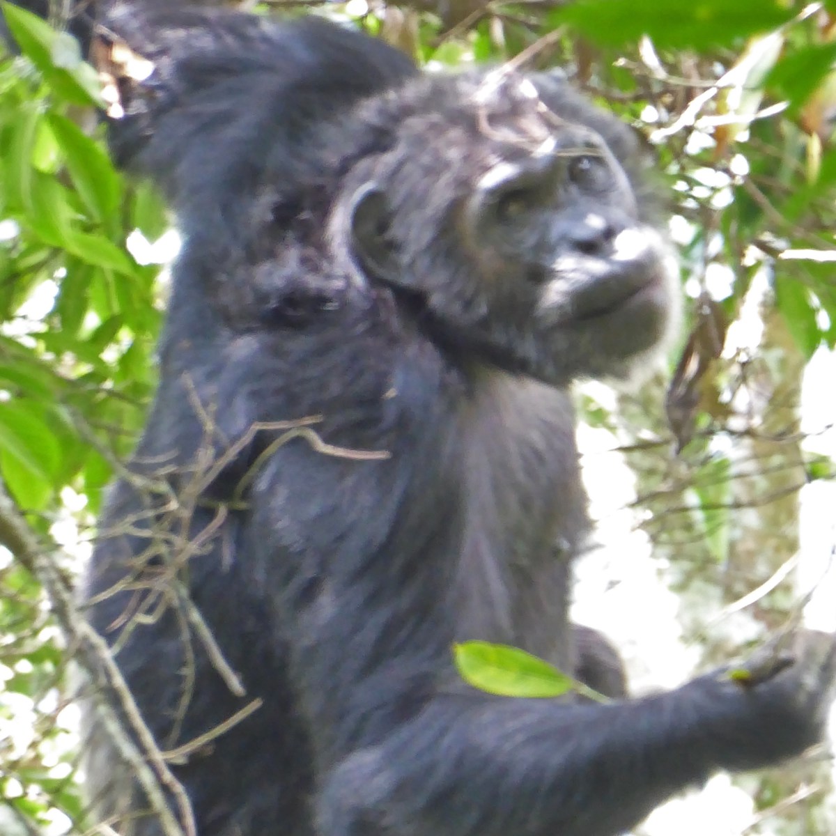 Chimpansees (deel 2)