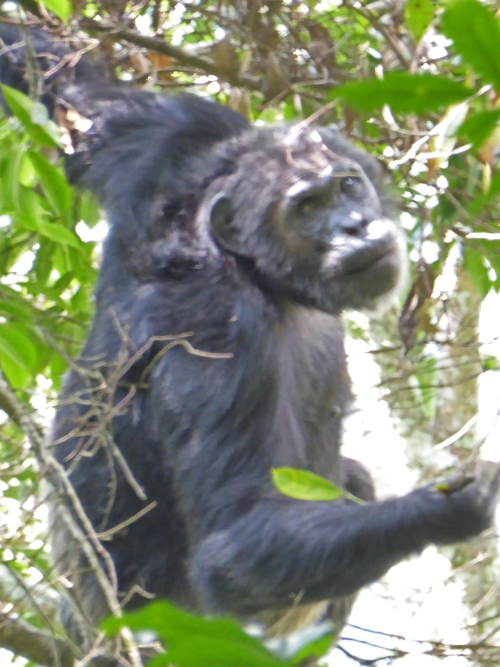 Chimpansees (deel 2)