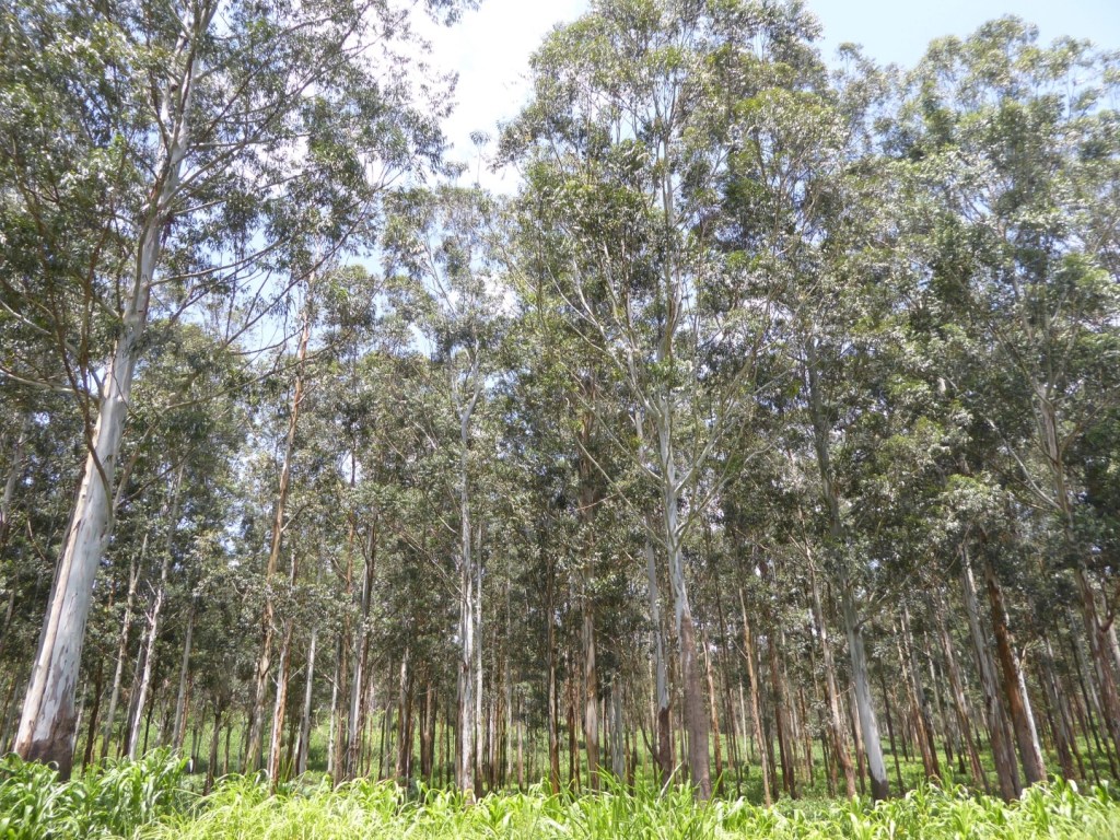 Eucalyptusbos