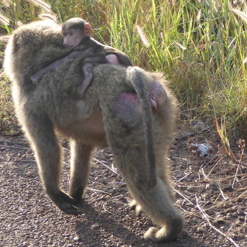Bavianen, Murchison Falls Nationaal&nbsp;Park