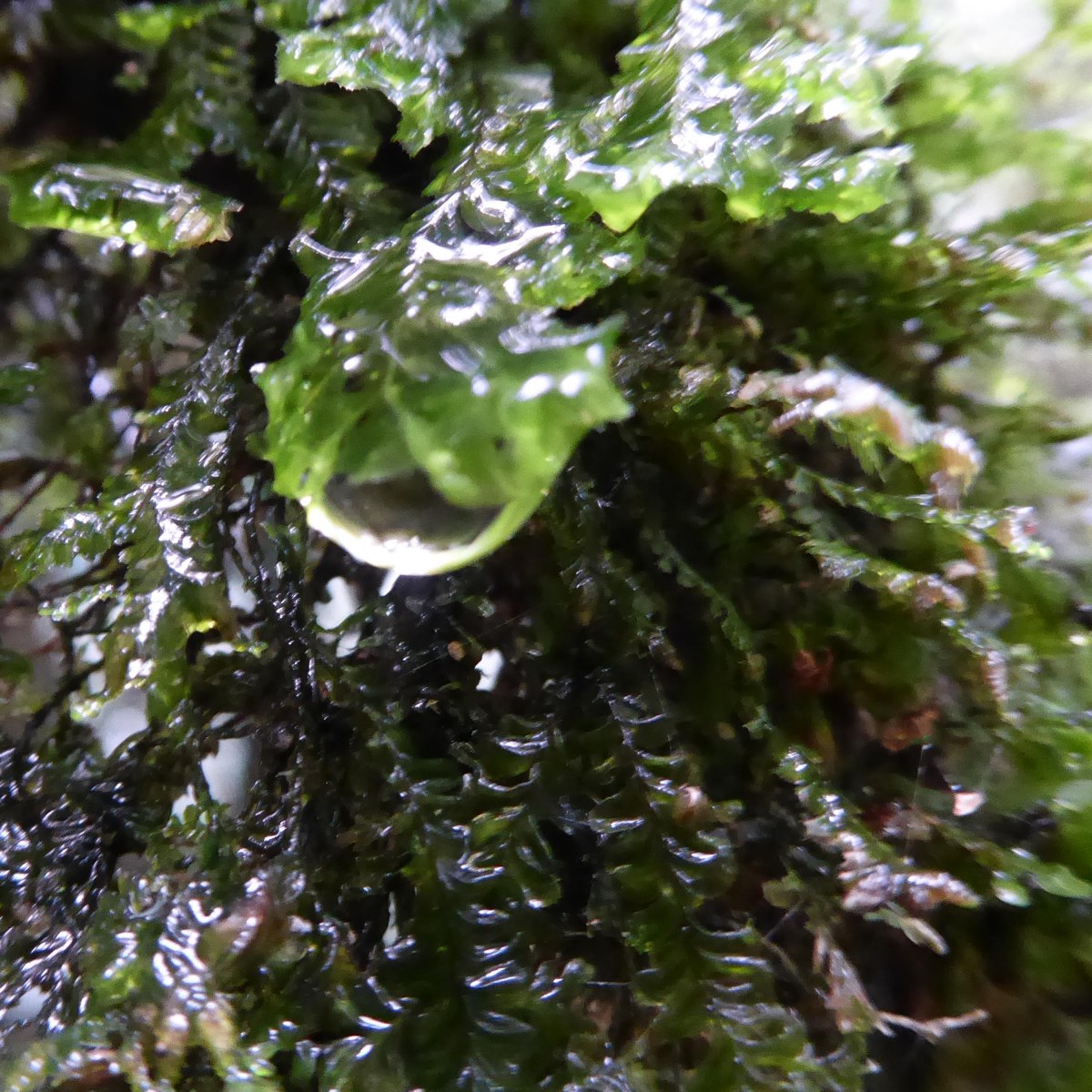 Na de regen,&nbsp;Nyungwe