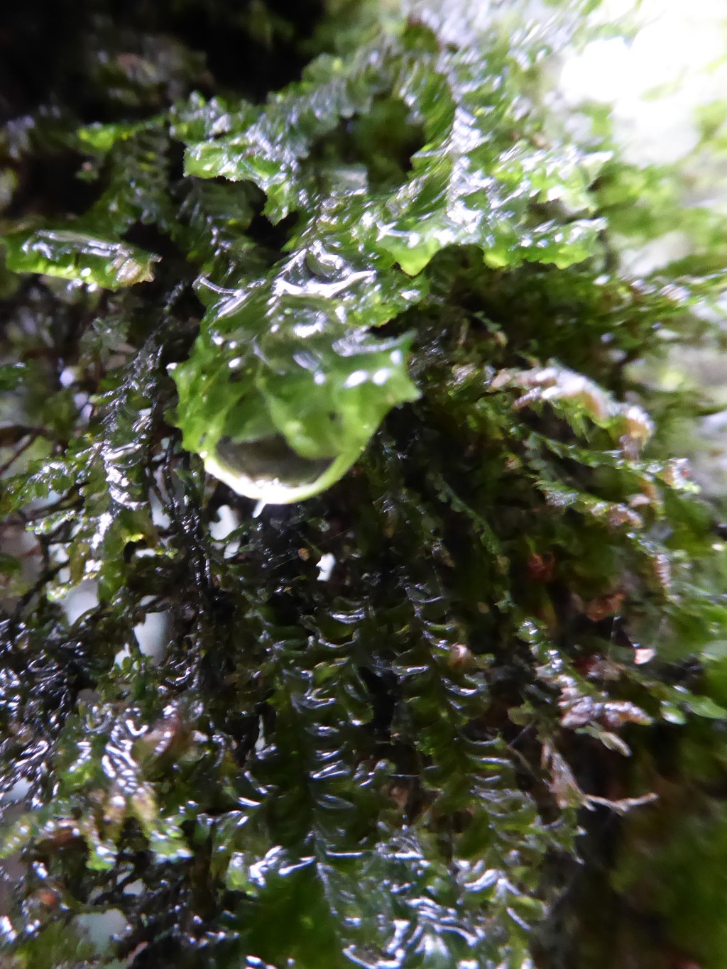 Na de regen, Nyungwe