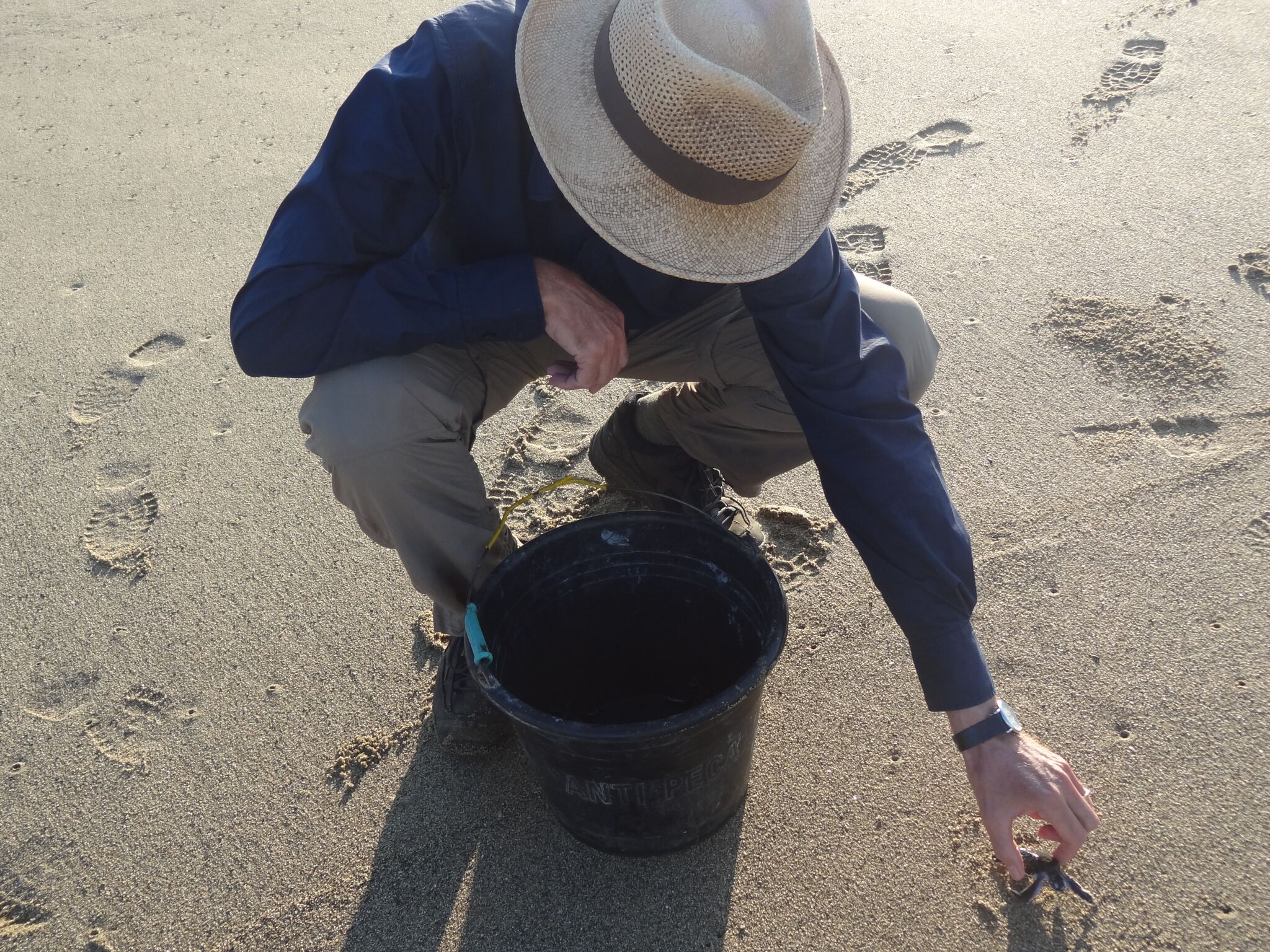 De jonge schildpadjes worden op het strand gezet...