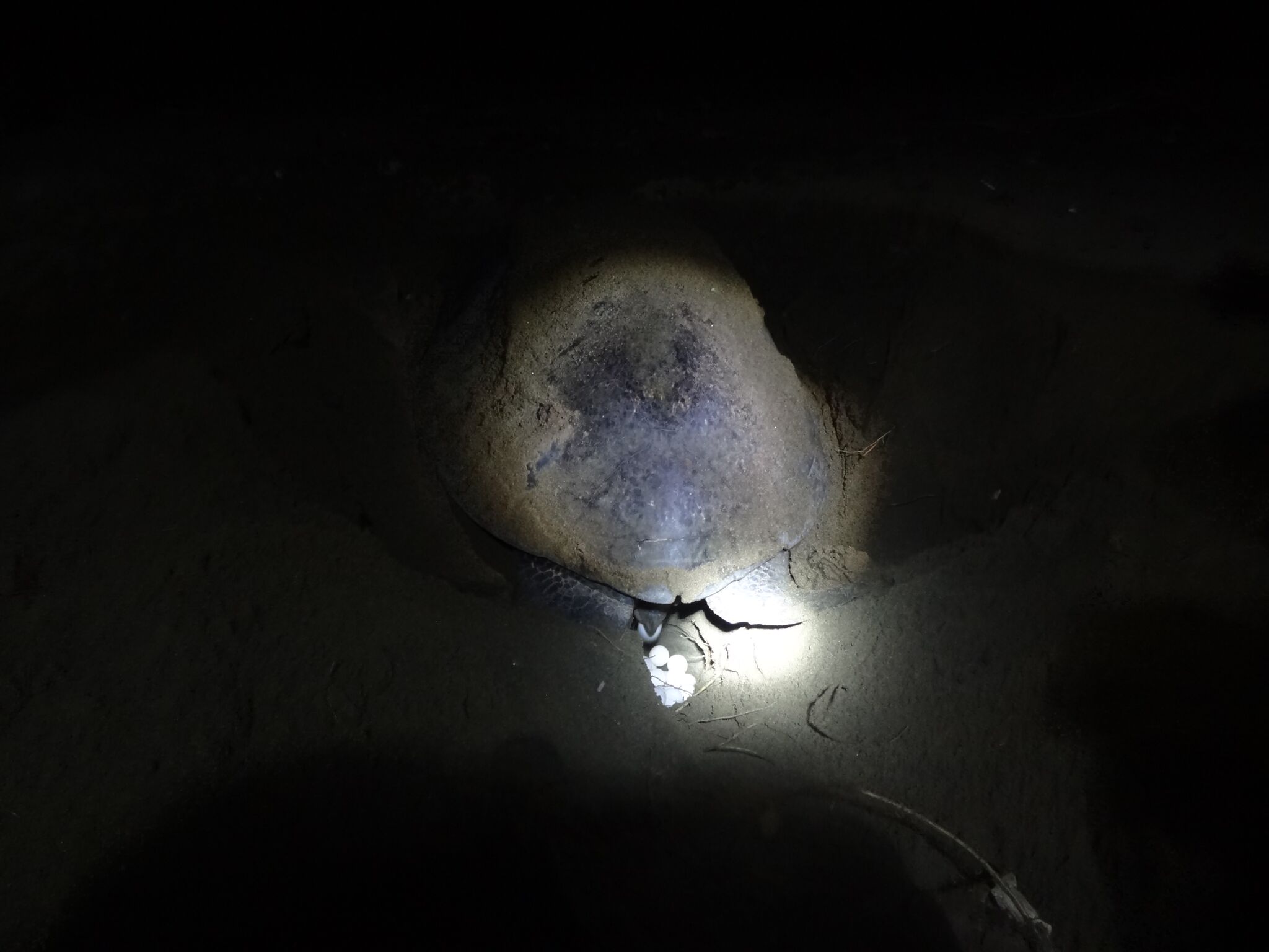 Eieren worden in de kuil gelegd