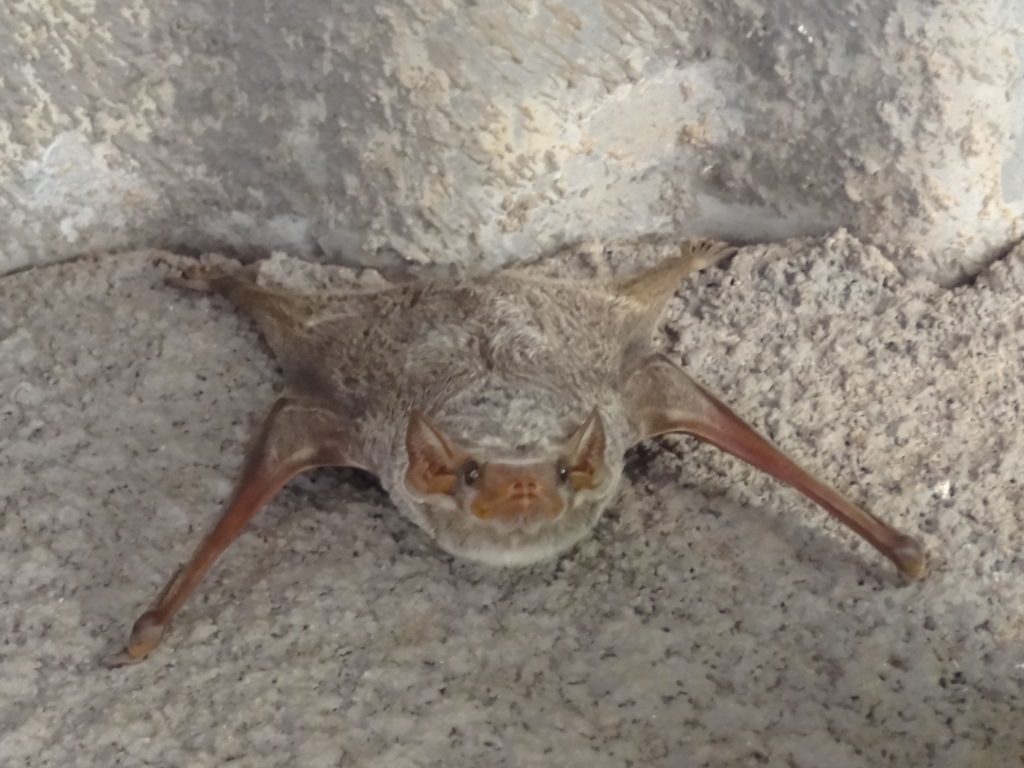 Kleine vleermuis onder ons dak