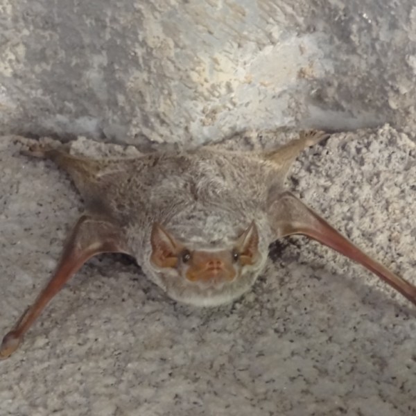 Waarom maak je hem niet gewoon&nbsp;dood?