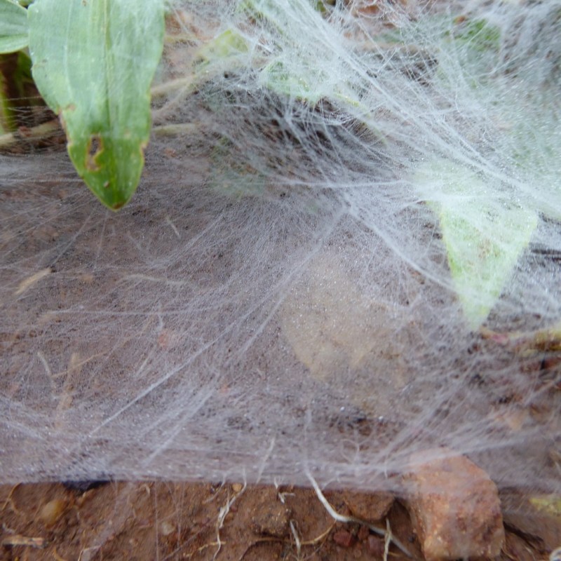 Spinnenwebben