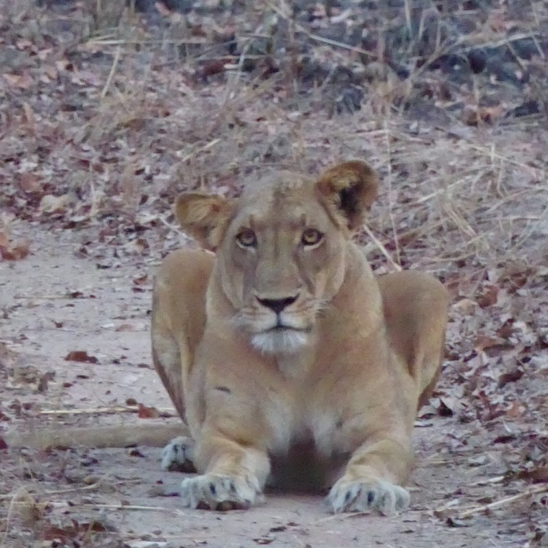 Leeuwen, Bouba Ndjida&nbsp;NP