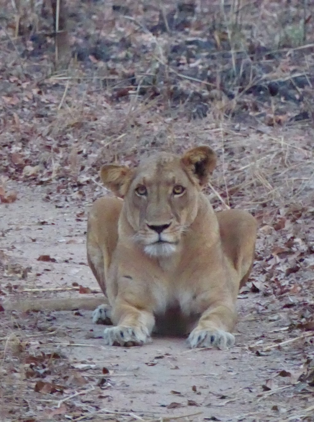 Leeuwen, Bouba Ndjida NP