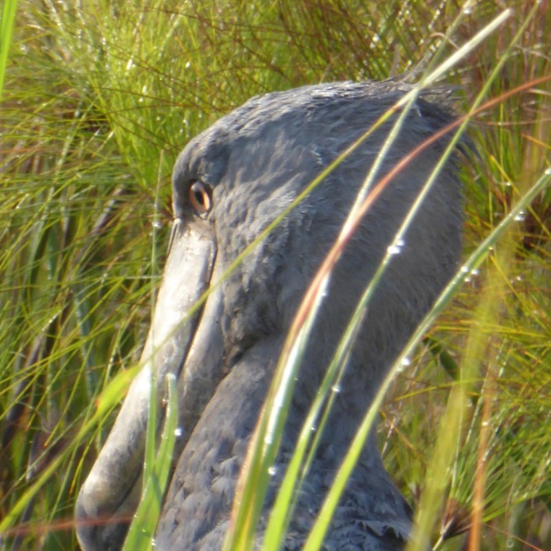 Schoenbekooievaars, Ziwa