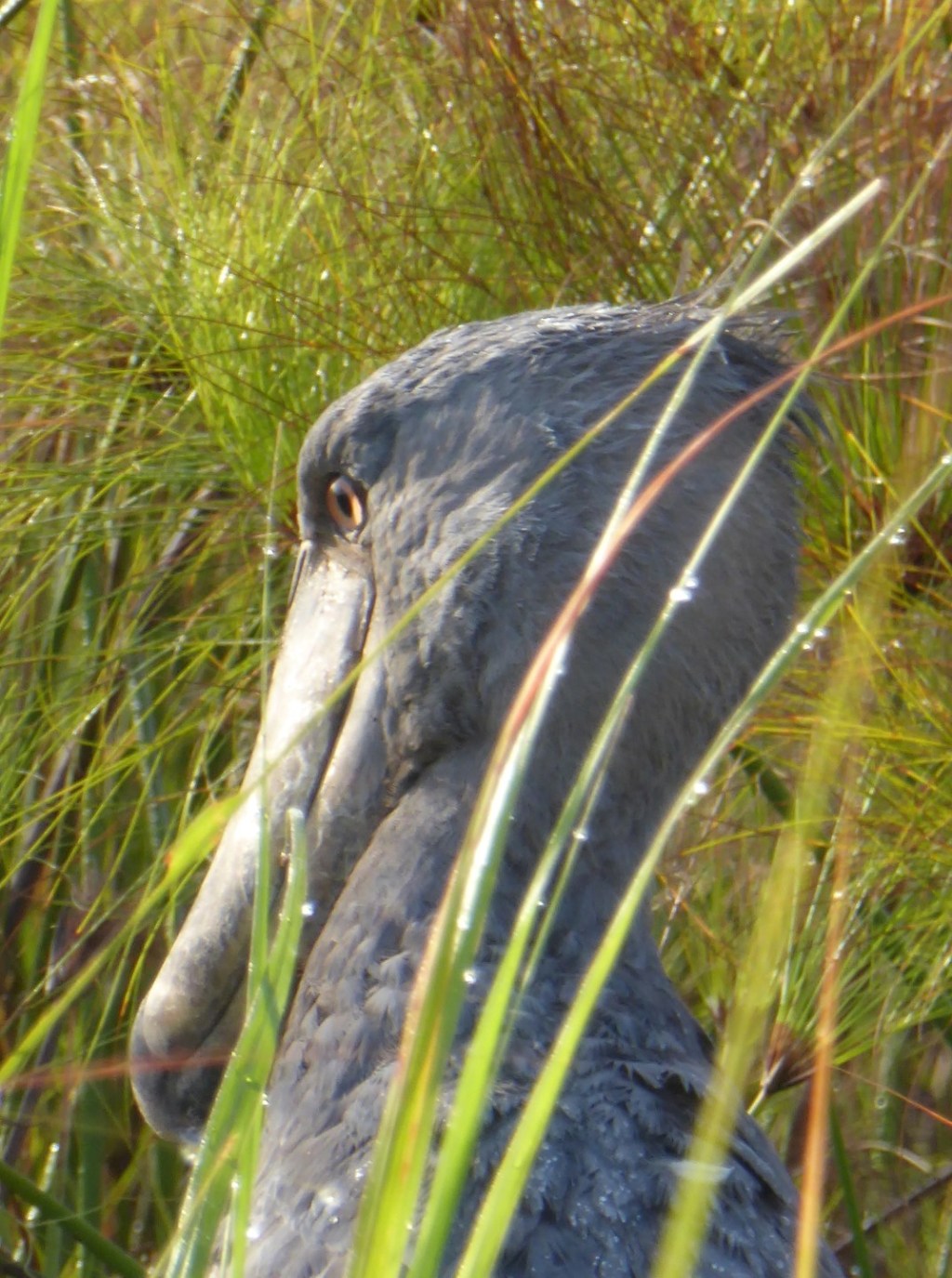 Schoenbekooievaars, Ziwa