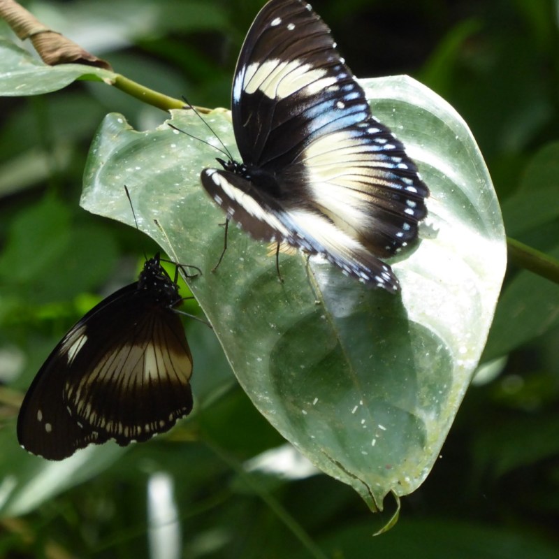 Vlinders, Mabira Forest
